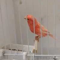 قناری  رنگی 2025