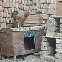 مرغ کرچ