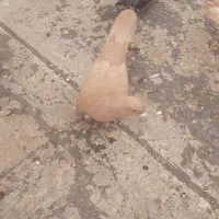 کبوتر