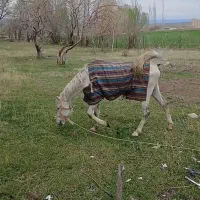 اسب کرد نریان