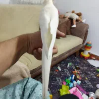 طوطی عروس هلندی ماده خاص