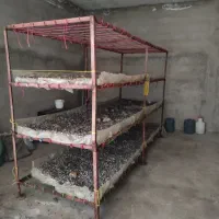 تجهیزات پرورش قارچ|ابزارآلات|تبریز, |دیوار