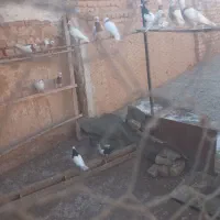 کبوتر طوقی|پرنده|اسفرورین, |دیوار