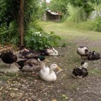 تعدادی اردک اسرائیلی و محلی سالم و تخم گذار