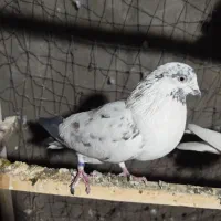 کبوتر پرشی|پرنده|تهران, خاک سفید|دیوار