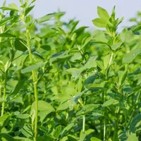 17 تنی  یونجه و کاه  قاطی