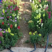 ۵عددسینینهالگلمیمونیپابلند|گل و گیاه طبیعی|جیرفت, |دیوار