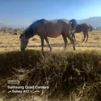 سه عدد مادیان پرخون و لونی|اسب و تجهیزات اسبسواری|دورود, |دیوار