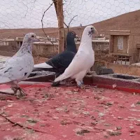 کفتر دو جفت شهری گل زرد شیش دونگ|پرنده|شیراز, تندگویان|دیوار