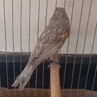 قناری|پرنده|کرمان, |دیوار