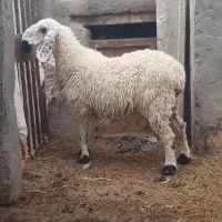 گوسفند جری ابست