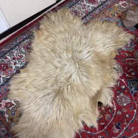 پوست گوسفند