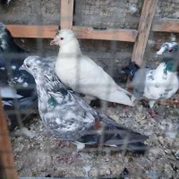 کبوتر ارزان جم|پرنده|جم, |دیوار