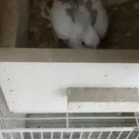 عروس دو کت گم شده