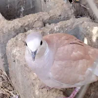 کبوتر خانگی|پرنده|زهک, |دیوار