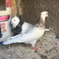 کبوتر