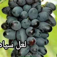 فروش نهال غیرحضوری ارسالی