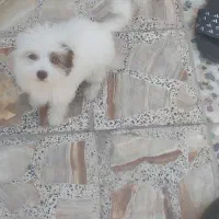 سگ پاپی