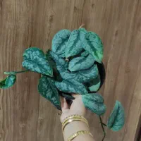 فروش گل‌های طبیعی باقیمت خیلی خوب