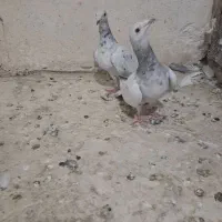 کوهی ماده