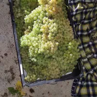 انگور بی دانه بندی و شیره ای
