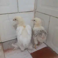 یک جفت جوجه برهما