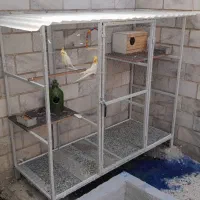 پرنده و قفس|پرنده|تهران, مینای شمالی (مخبر)|دیوار