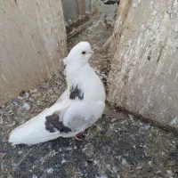 نر توک قنار پشت سرور