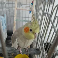 عروس هلندی ماده دستی