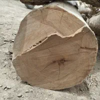 فروش یک تن چوب چنار