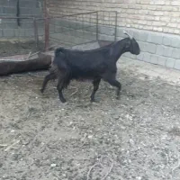 بز خارجی کهره دار و بز آبستن سرگلون