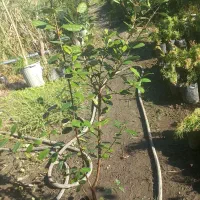 فوجی و گوآوا