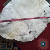 پوست بره|فرش|گرگان, |دیوار