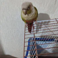 پرنده گرینچیک