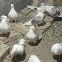 کبوتر خوشونه