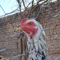 جوجه خروس اوشامو