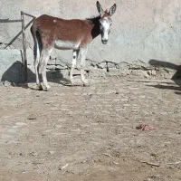الاغ گله ای