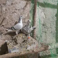 چهارتا کبوتر دوتا نردوتاماده|پرنده|قزوین, |دیوار