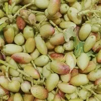 خرید پسته کال با خوشه  380خریدارم هر چقدر باشه