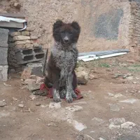 سگ قدرجونی  اصیل اصیل