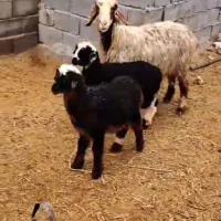 ۳ راس میش دوقولو زا با ۶ تا بره