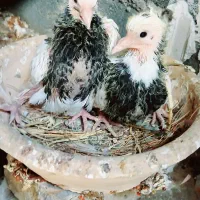 کبوتر طوق سیاه با جوجه