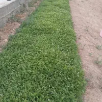 فروش نهال گوجه فرنگی