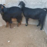 فروش ۲راس بز
