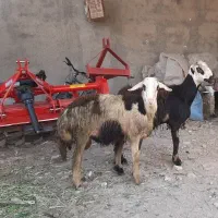 بره قوچ افشار، پلنگی