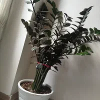 زاموفیلیا بلک هلندی