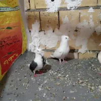 کبوتر