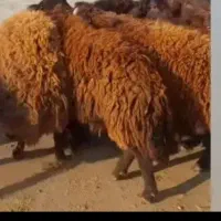 شیر گوسفندی میش تمیز بهداشتی