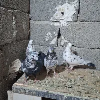 کبوتر|پرنده|ماهدشت, |دیوار