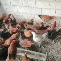 نیمچه مرغ ۴ ماهه جهادی